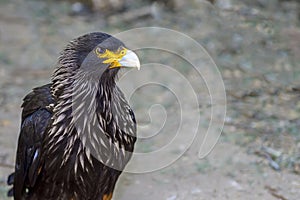 Parabuteo unicinctus or Harris's eagle, is a species of accipitriforme bird in the Accipitridae family photo