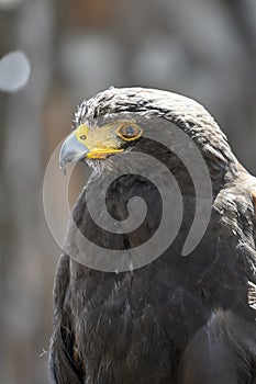 Parabuteo unicinctus or Harris's eagle, is a species of accipitriforme bird in the Accipitridae family photo