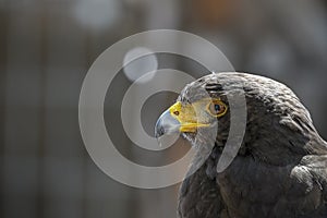 Parabuteo unicinctus or Harris's eagle, is a species of accipitriforme bird in the Accipitridae family photo