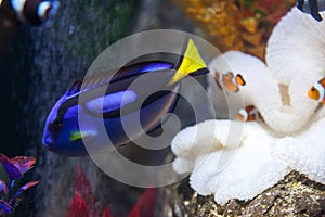 Paracanthurus and Clown Fish