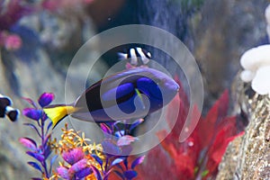 Paracanthurus and Clown Fish
