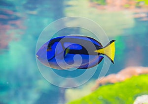 Paracanthurus fish