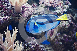 Paracanthurus Hepatus