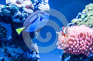 Paracanthurus hepatus, beautiful blue fish swimming in the aquarium with royal clownfish in the background