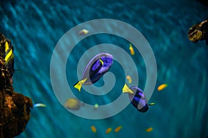 Paracanthurus hepatus blue fish swimming peacefully in water in an aquarium. Corals and anemone around the fish.