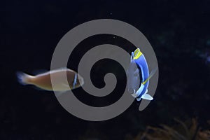 Paracanthurus hepatus, The blue surgeon fish is a reef fish belonging to the Acanthuridae family. It is the only member of the