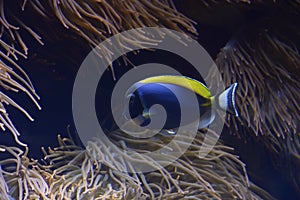 Paracanthurus hepatus, The blue surgeon fish is a reef fish belonging to the Acanthuridae family. It is the only member of the