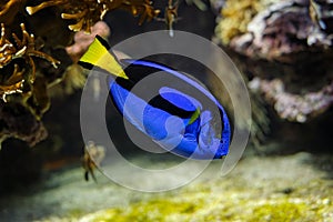 Paracanthurus hepatus blue surgeonfish fish underwater in sea