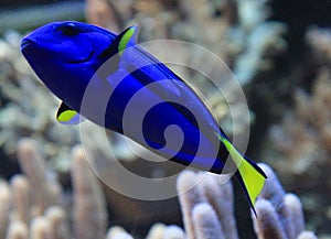 Paracanthurus Hepatus exotic fish