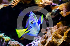 Paracanthurus hepatus, including regal tang, palette surgeonfish, blue tang, royal blue tang, hippo tang