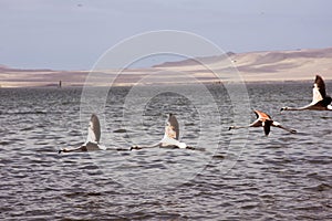 Paracas Bay in Peru picturesque and colorful flamingos flying in formation on its beaches of the Pacific Ocean