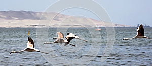 Paracas Bay in Peru picturesque and colorful flamingos flying in formation on its beaches of the Pacific Ocean