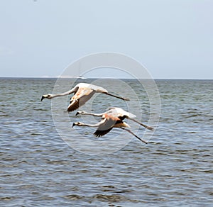 Paracas Bay in Peru picturesque and colorful flamingos flying in formation on its beaches of the Pacific Ocean