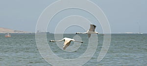 Paracas Bay in Peru picturesque and colorful flamingos flying in formation on its beaches of the Pacific Ocean