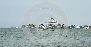 Paracas Bay in Peru picturesque and colorful flamingos flying in formation on its beaches of the Pacific Ocean