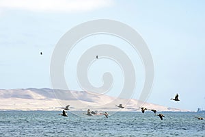 Paracas Bay in Peru picturesque and colorful flamingos flying in formation on its beaches of the Pacific Ocean