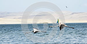 Paracas Bay in Peru picturesque and colorful flamingos flying in formation on its beaches of the Pacific Ocean