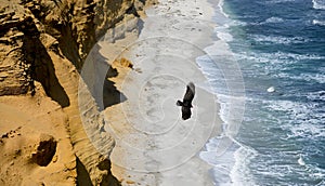 Paracas National Reserve, cliffs on the beach, Peru