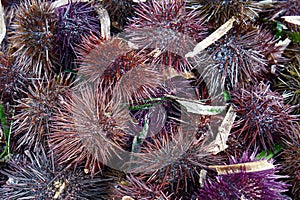 a species of sea urchin, purple sea urchin