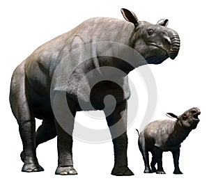 Paraceratherium with calf
