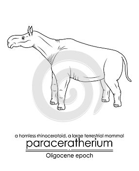 Paraceratherium, a large terrestrial mammal from Oligocene epoch