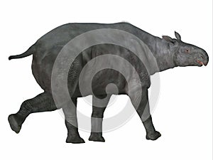 Paraceratherium Mammal Tail