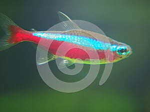 Paracheirodon axelrodi