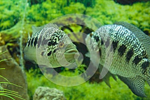 Parachromis managuensis