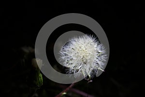 Parachute ball of dandelion on black background