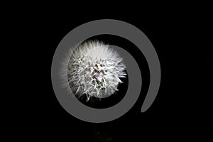 Parachute ball of dandelion on black background