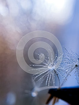 The parachute of the dandelion d rops dew water drop, blue background, place for insertion. dandelion drops rain macro close-up