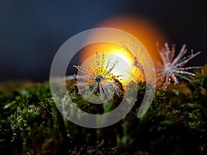 The parachute of the dandelion d rops dew water drop. Dandelion at sunset, reflection of the sun in a Dewdrop. Sunset