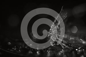 Parachute dandelion drops on a dark background