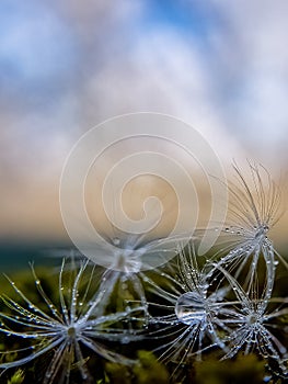 The parachute of the dandelion drops dew water drop, blue background, place for insertion.