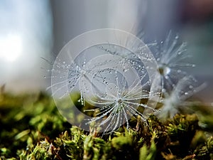 The parachute of the dandelion drops dew water drop, blue background, place for insertion.