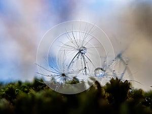 The parachute of the dandelion drops dew water drop, blue background, place for insertion.