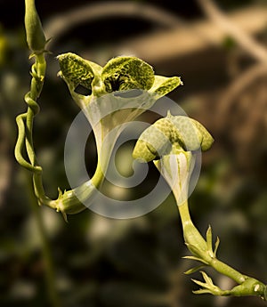 Parachute plant Ceropegia sandersonii