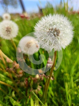 Parachutes from a Dandelion