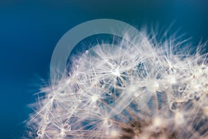 The parachutes of a dandelion with dew drops closeup