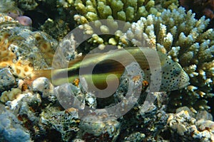 Paracirrhites forsteri fish