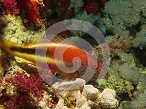 Paracirrhites Forsteri Fosters hawkfish