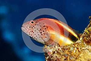 Paracirrhites forsteri, reef fish