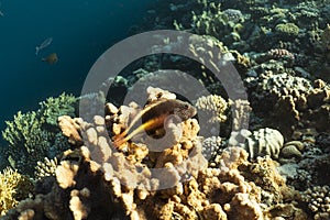 Paracirrhites forsteri underwater in the ocean of egypt, underwater in the ocean of egypt, Paracirrhites forsteri underwater