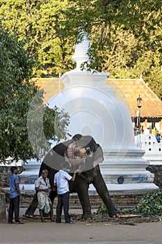 An parade elephant is fed fruit by a man inside the Temple of the Sacred Tooth Relic in Kandy, Sri Lanka.