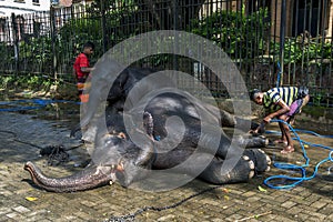 Parade elephants being washed prior to the Esala Perahera at the Temple of the Sacred Tooth Relic complex in Kandy, Sri Lanka.