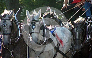Parade Horses