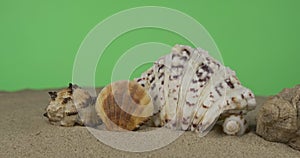 Parade of seashells sticking out of the sand. Slider shot. Isolated