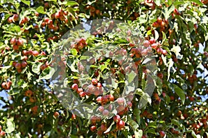 Paradis (crabapple) apple tree photo