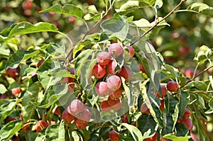 Paradis (crabapple) apple tree photo