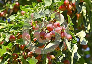 Paradis (crabapple) apple tree photo